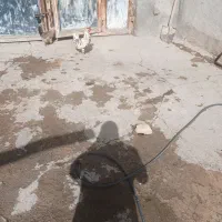 خروس گلین