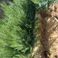 کاج سرو شیراز سرو طلایی