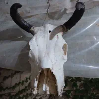 دکوری برای کافه