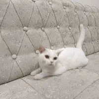 گربه نر برینیش ۸ ماهه|گربه|بابلسر, |دیوار