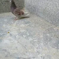 کبوتر معاوضه