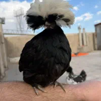 مرغ لهستانی