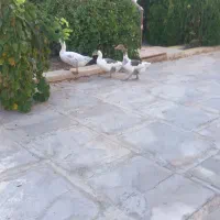 فروش سه عدد غازمحلی نرو ماده|پرنده|طسوج, |دیوار