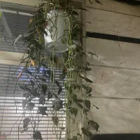 گلدون آویز بزرگ طبیعی