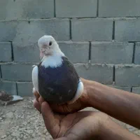 گمشده