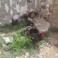 ۳عددبوقلمون