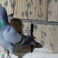 کبوتر|پرنده|شال, |دیوار