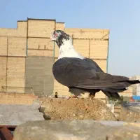 کبوتر کلاغ
