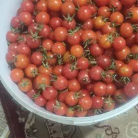 گوجه ریز