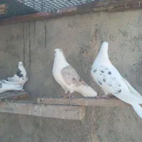 کبوتر دوکت|پرنده|شهرکرد, |دیوار