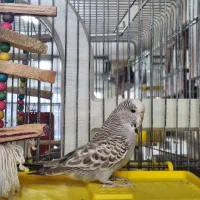 مرغ عشق انگلیسی|پرنده|مشکیندشت, |دیوار