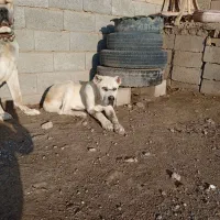 توله نر خراسانی