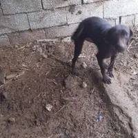 توله آلمانی