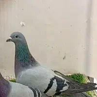 کبوتر کفتر پرشی سرخ سینه سبز|پرنده|شیروان (خراسان), |دیوار