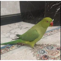 طوطی ملنگو فندوق گمشده