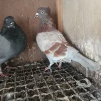 قرمز جهنمی کاکلی ماده