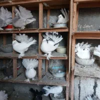 انواعدمچتریهایزیباواصیل