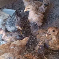 جوجه ۲.۳ماهه