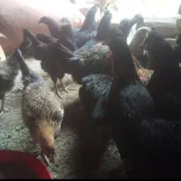 دوتک جوجه|حیوانات مزرعه|نجف‌آباد, هفده شهریور|دیوار