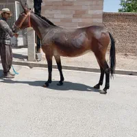 خرید قاطر فروش قاطر