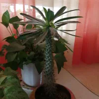 گل و گلدانهای زیبا|گل و گیاه طبیعی|کرمانشاه, |دیوار