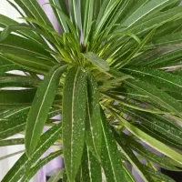 گیاه نخل ماداگاسکار