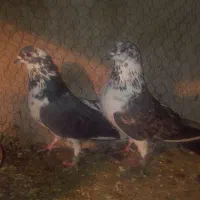 کبوتر|پرنده|ماکو, |دیوار