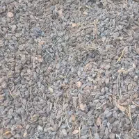 فروش مویز تازه