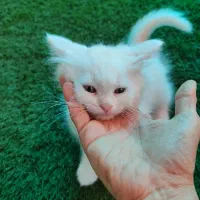 گربه بریتیش پرشین سفید و سفیده چشم دورنگ