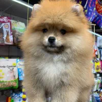 پامرانیان خرسی عروسکی|سگ|رشت, لاکانی|دیوار