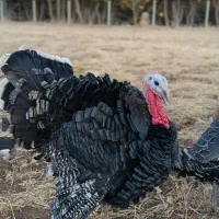 بوقلمون محلی|حیوانات مزرعه|پیرانشهر, |دیوار