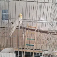 عروس هلندی|پرنده|کرج, کیانمهر|دیوار