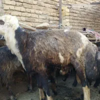 فروش قوچ درجه یک