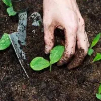 کود 100% ارگانیک با افزایش تناژ