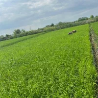 زمین کشاورزی مزرعه(بیجار)