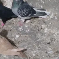 دم‌سفید‌۳۵۰۰|پرنده|محمدیه-قزوین, |دیوار