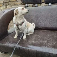 سگ پیدا شده|حیوانات|اصفهان, بوستان ناژوان|دیوار