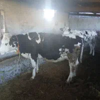 فروش دوراس تلیسه آبستن سیمینتال شکم اول|حیوانات مزرعه|اسلام آباد, |دیوار