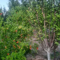 باغ در روستای زواریان|فروش زمین و ملک کلنگی|سلفچگان, |دیوار