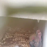 پرند ه جفت و جوجه و سرلاکی و ...