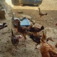 جوجه شروای بزرگ