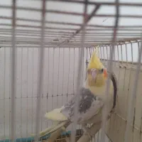 عر وس نرو ماده|پرنده|چناران, |دیوار