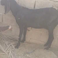 بز دو رگ پنجاب|حیوانات مزرعه|سراوان, |دیوار