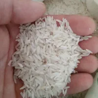 برنج طارم محلی