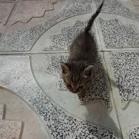 توله گربه (رایگان)|گربه|شیراز, جوادیه|دیوار