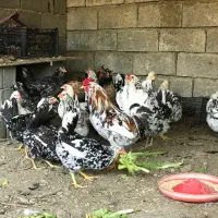 تخم و جوجه مرغ گلین لری|حیوانات مزرعه|بابل, |دیوار