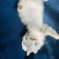 گربه چشم سبز