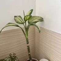 گل دیفن سرحال و شاداب