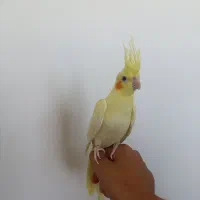 عروس هلندی لوتینو