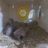 طوطی برزیلی جوجه|پرنده|بندر ماهشهر, |دیوار